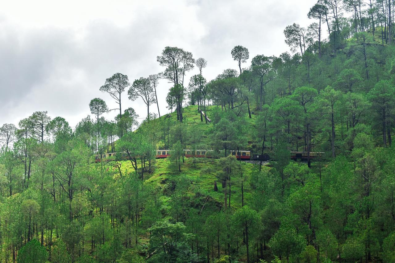 Jungle Lodge Resort Kasauli Dış mekan fotoğraf